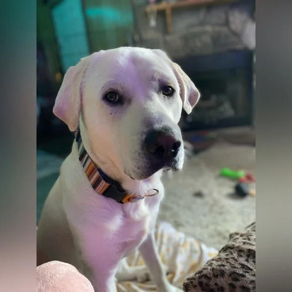 🧡MORE ABOUT OUR NONPROFIT🧡THANK YOU FOR YOUR SUPPORT! - Picture 10 of 16